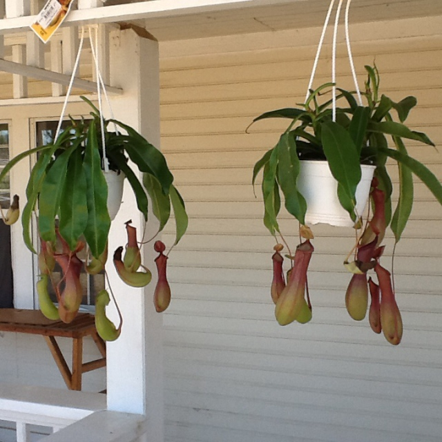 Nepenthes