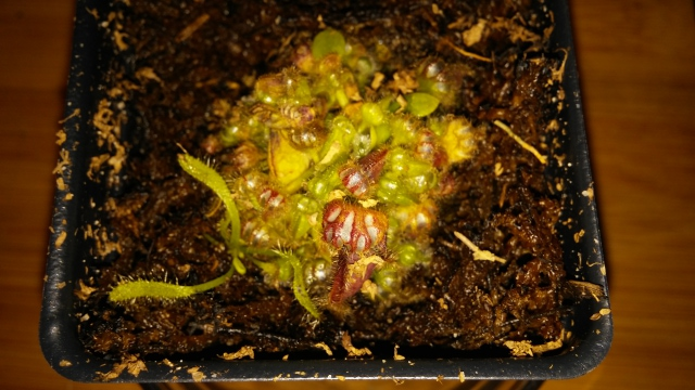 Cephalotus