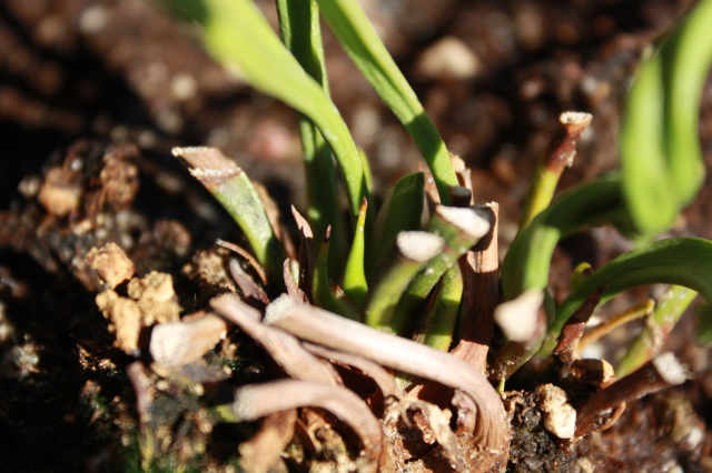 Sarracenia Alta x Minor