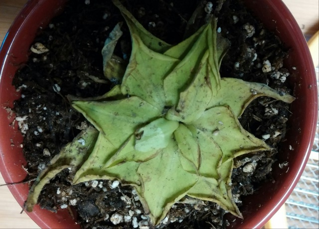 P Lutea Butterwort