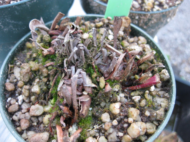 Sarracenia Hybrid