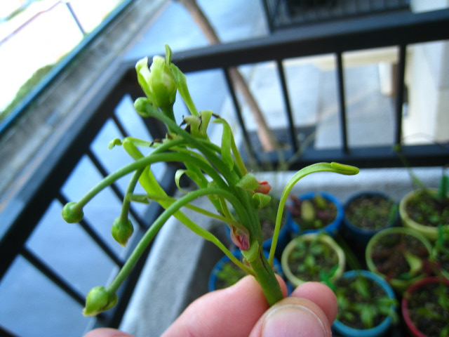 Severed Mutant VFT Flower Stalk