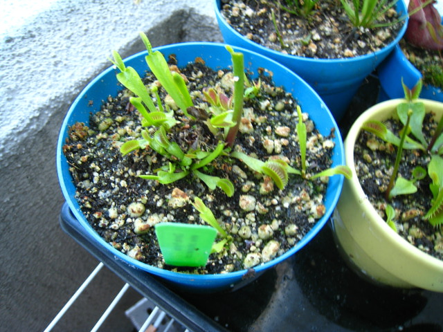 VFT Showing Severed Flower Stalk