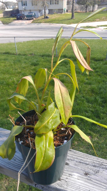 nepenthes 1