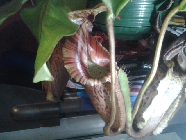 nepenthes