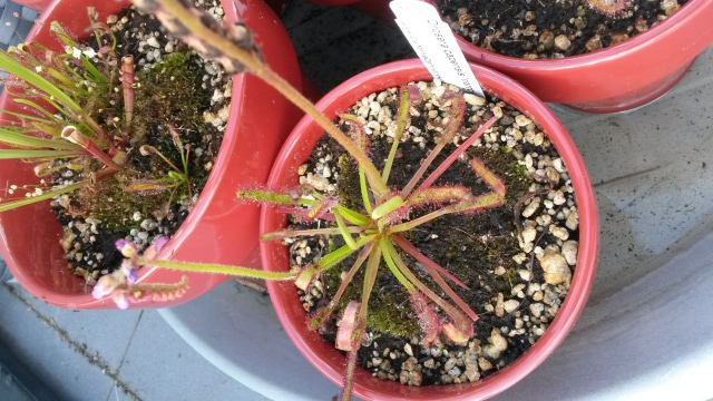 Cape Sundew