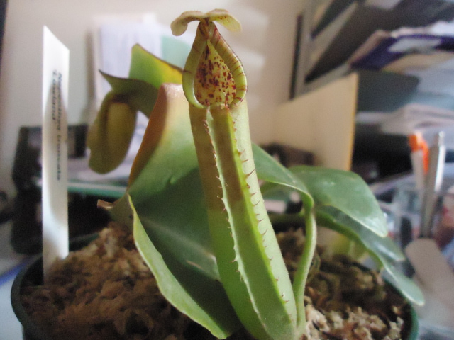 Pitcher At Plant Arrival 