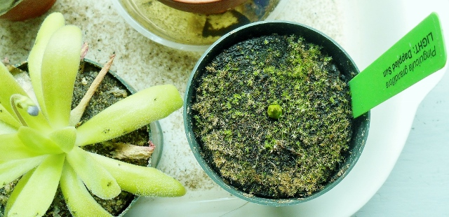 Pinguicula grandiflora