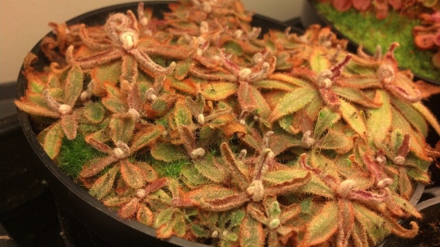 Drosera adelae plants