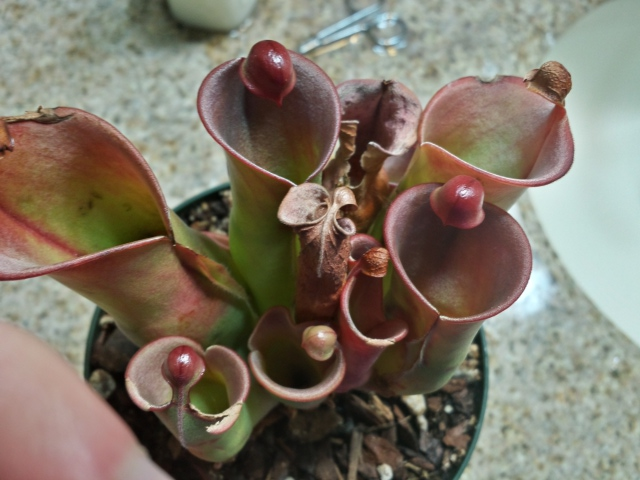 Helianphora x nutans