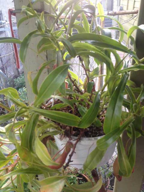 nepenthes from Lowes