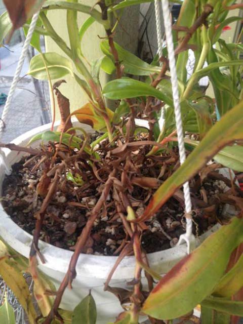 nepenthes from Lowes