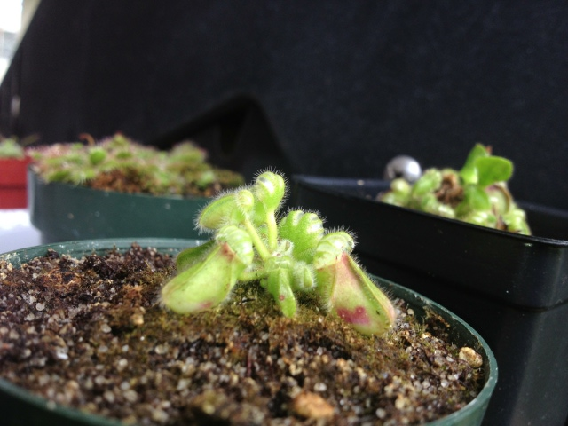 Cephalotus