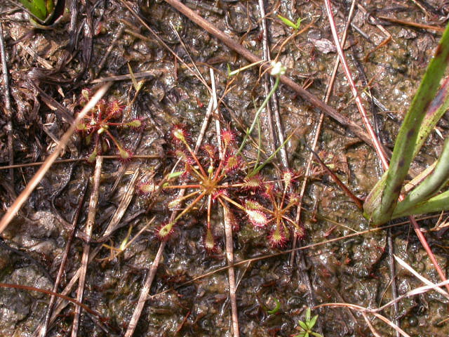 Drosera intermedia