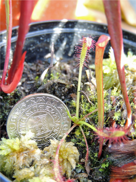 sundew