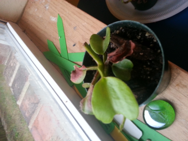 unidentified nepenthes
