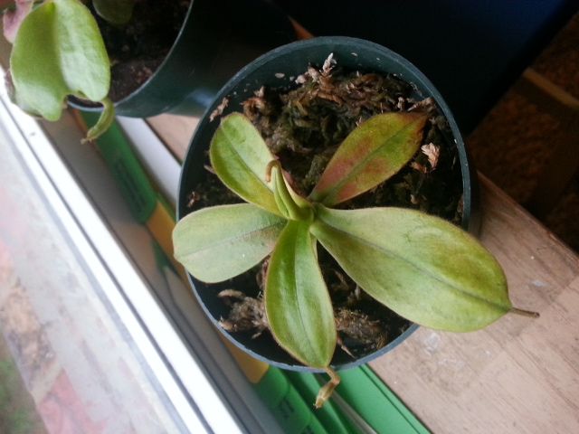 unidentified nepenthes