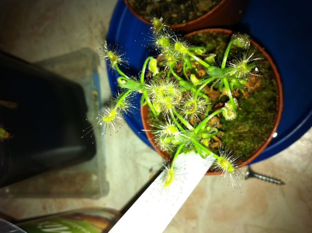 Drosera