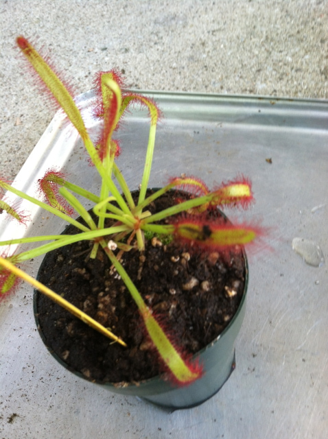 Typical sundew