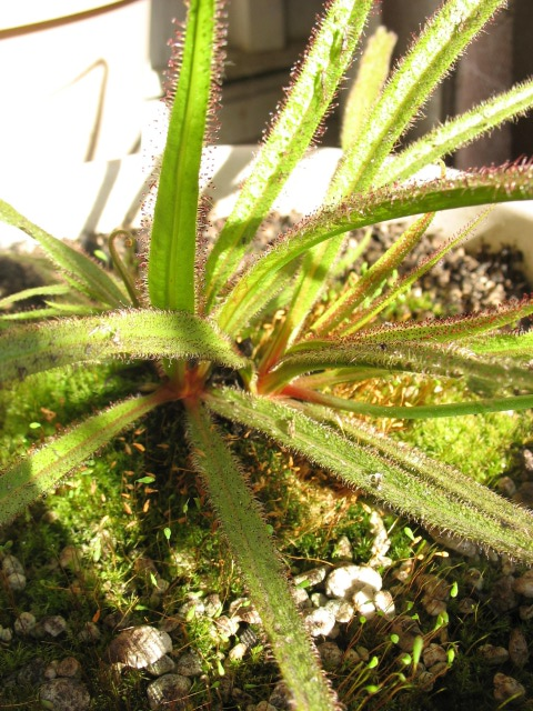 King Sundew