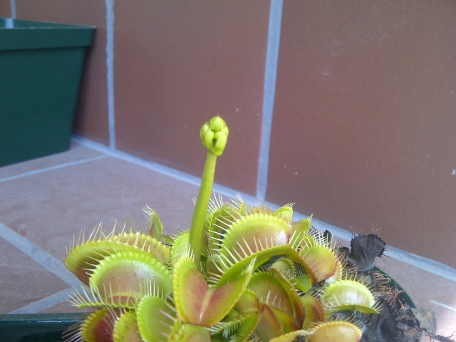 Our Venus Flytrap