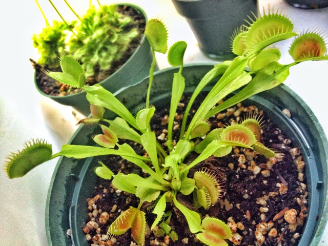 My super Dionaea looking good