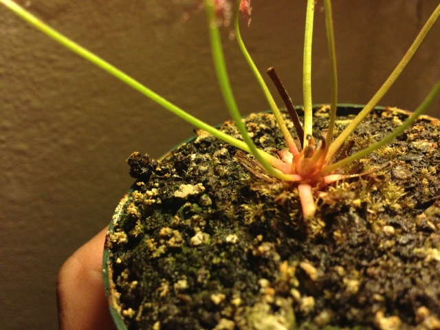 Drosera red leaf Black leaves why