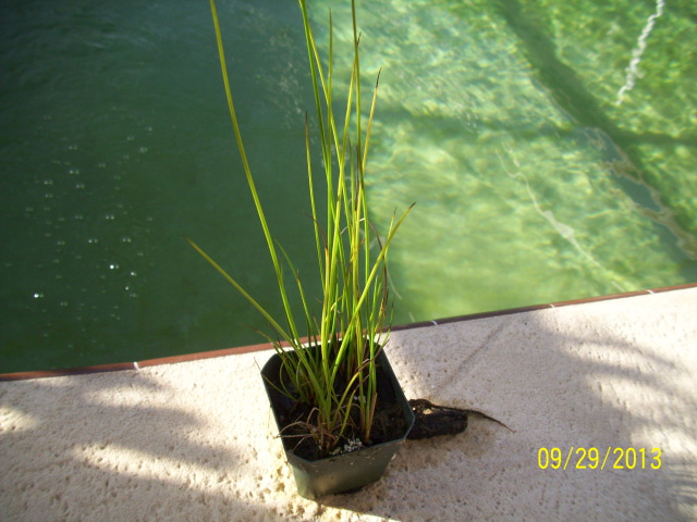 unknown grass [plant