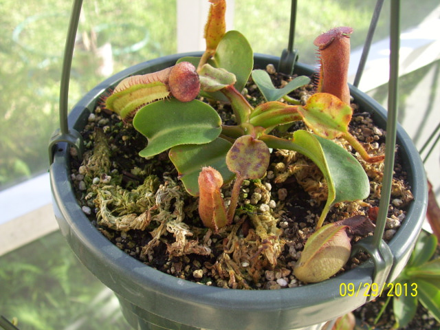 n. truncata