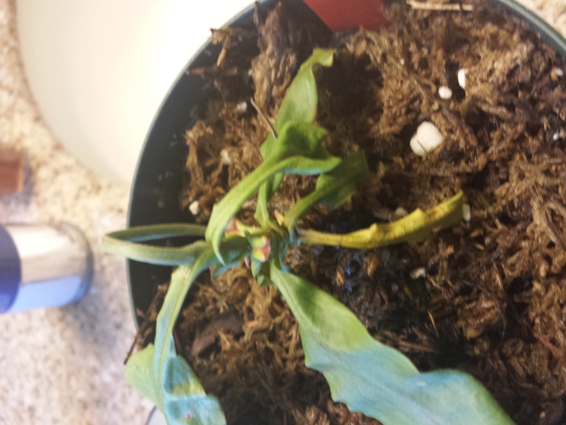 nepenthes rafflesania x mirabliss