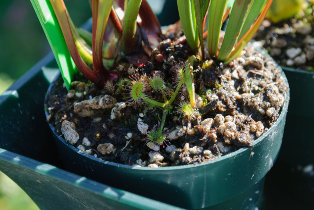 Mystery sundew