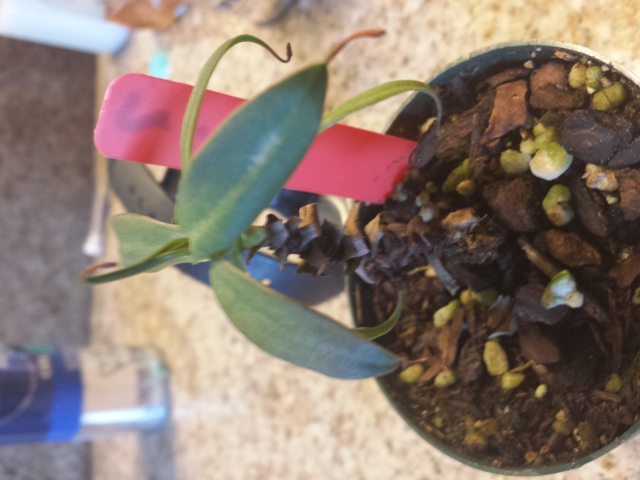nepenthes ? 2