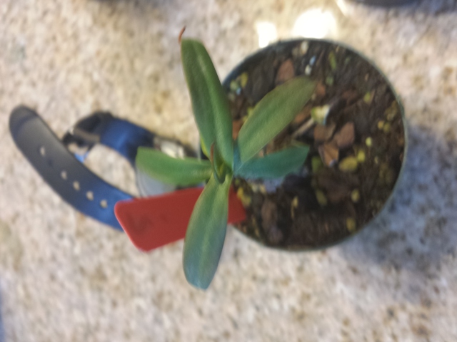 Nepenthes?