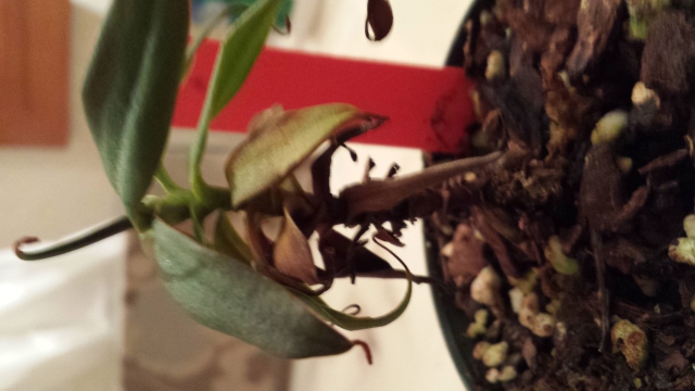 Nepenthes ? 