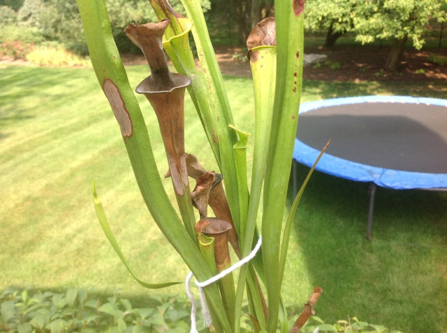 Brown Leaves