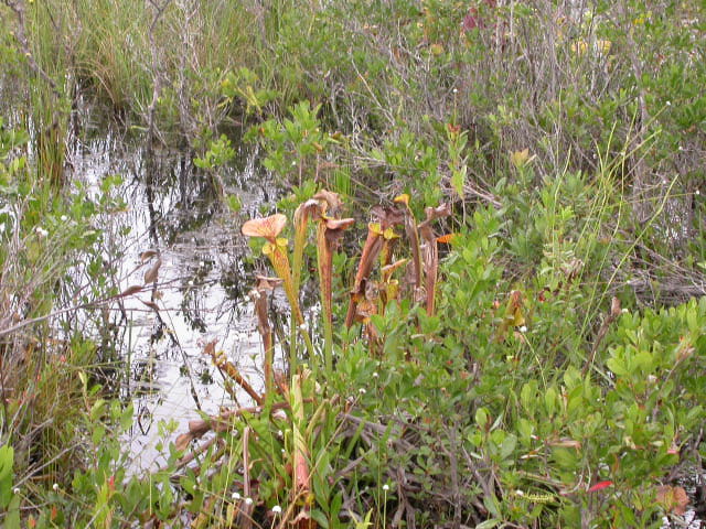 Sarracenia flava in Brunswick County, NC