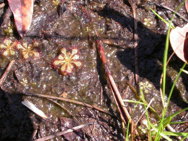 Drosera capillaris