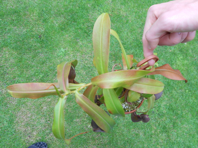 Browning Leaves