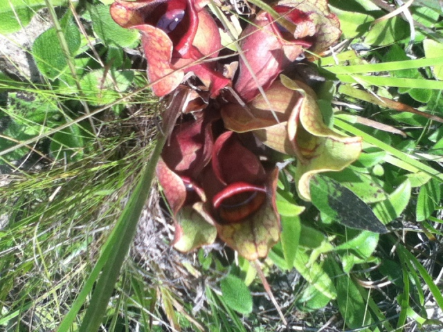 Sarracenia 