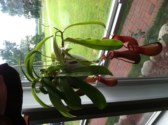 New  Nepenthes
