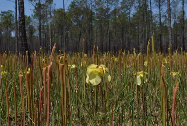 Sarracenia alata in the Wild