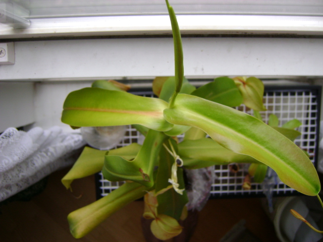 Nepenthes sanguinea