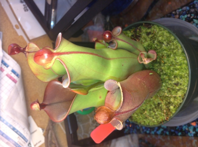 Helianphora