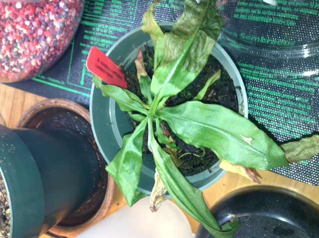 Nepenthes dried up