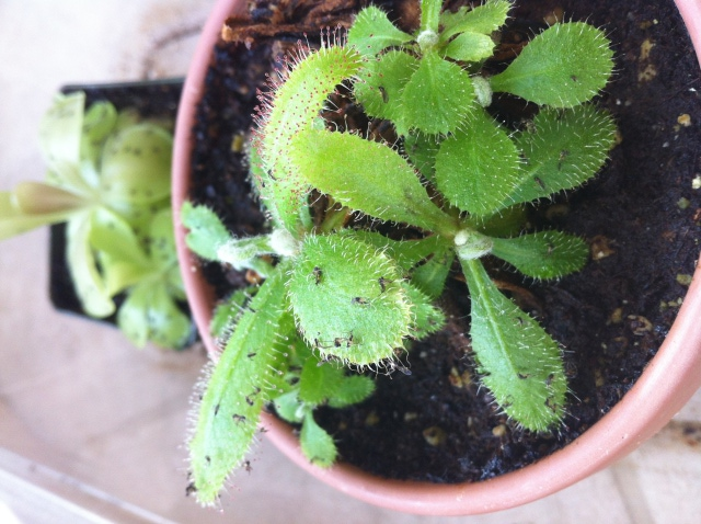 Drosera adelae