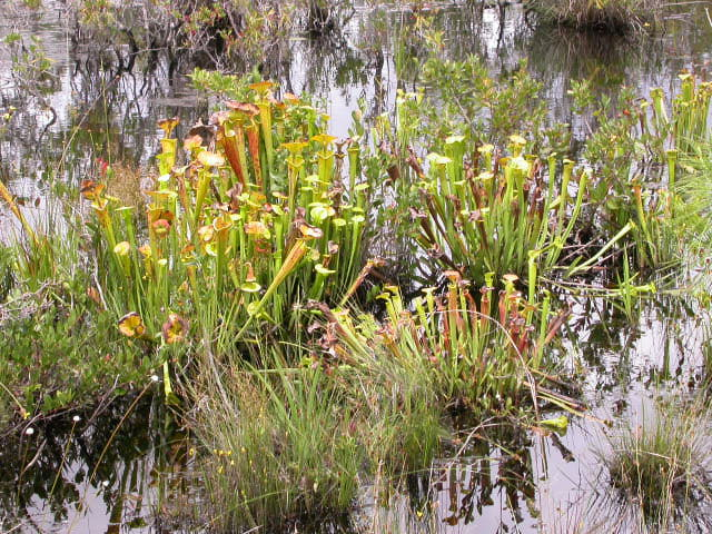 Sarracenia flava