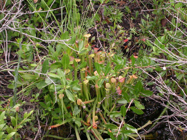 Sarracenia rubra ssp. rubra