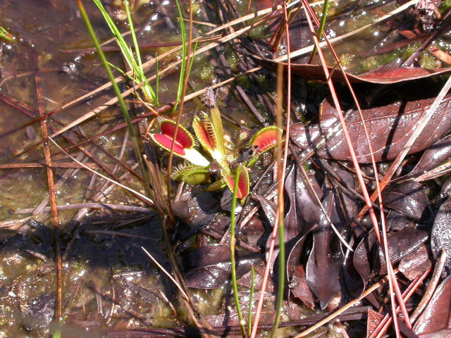 Wild Venus Flytrap