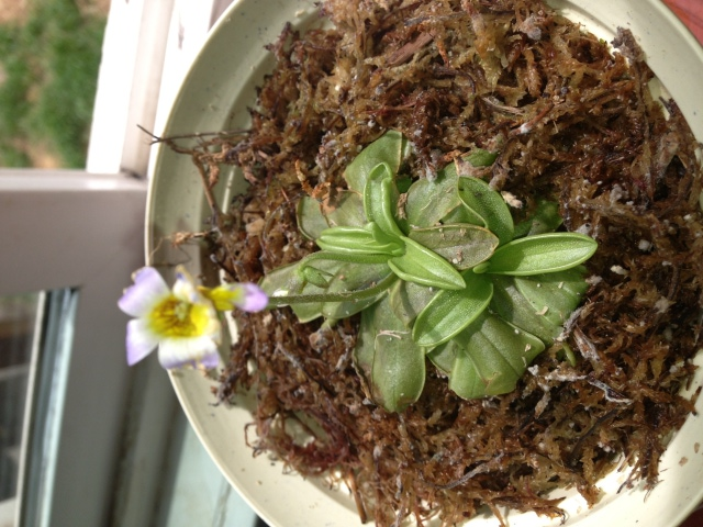 MoldButterwort