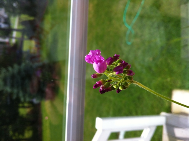 Capensis flower